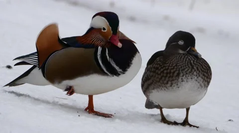 Sleeping male and female mandarin duck Stock Footage