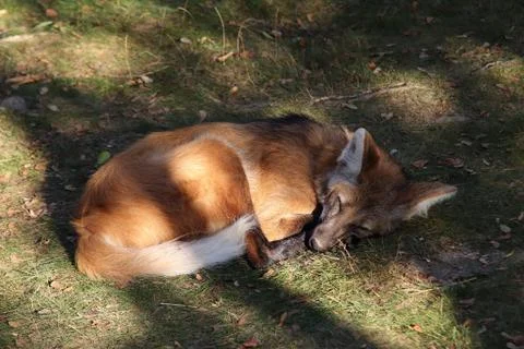 Sleeping Maned Wolf Stock Photos