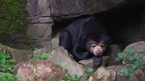 Sleeping massive bear in rocky cave, front view Stock Footage 318577532
