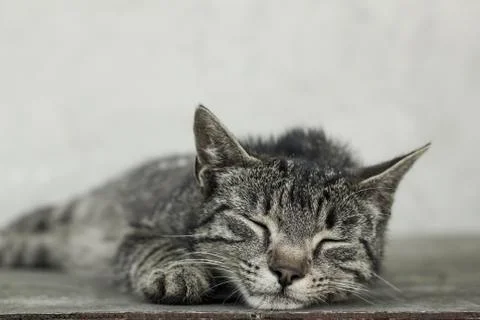 Sleeping mice hunter Stock Photos