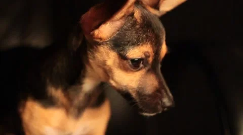 Sleeping Miniature Pinscher Stock Footage 7737328