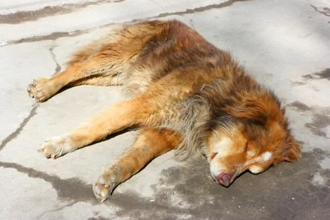Sleeping mongrel dog Stock-Fotos