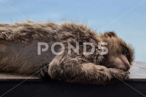 Sleeping monkey with blue background. Stock Photos
