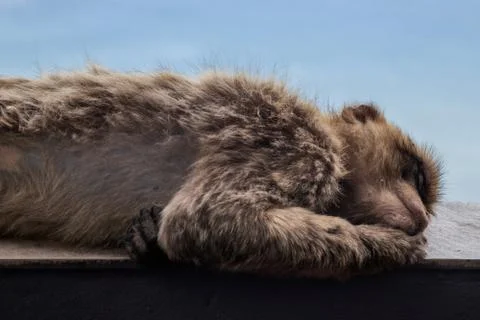 Sleeping monkey with blue background. Stock Photos