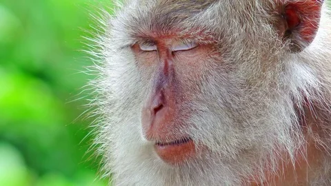 Sleeping monkey. Calmness and relaxation in jungles. Bali, Indonesia Stock Footage 72931021