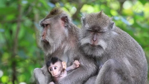 Sleeping monkey family at sacred monkey forest in Ubud, Bali, Indonesia. Stock Footage 78658028