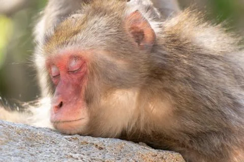 A sleeping monkey Stock Photos