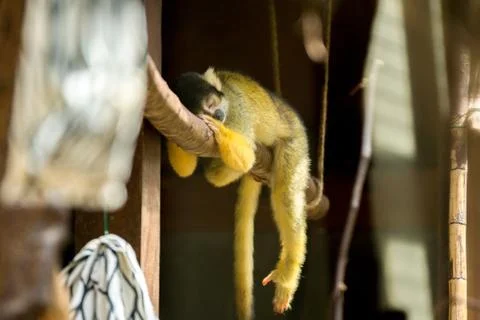 Sleeping monkey Stock Photos