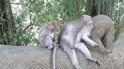 SLEEPING MONKEY Fotos de archivo