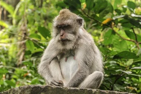 Sleeping monkey in the rainforest 写真素材