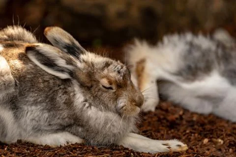 A sleeping mountain hare on a forestlike ground Stock Photos