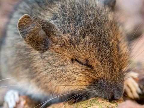 Sleeping mouse Stock Photos