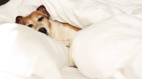 Sleeping napping bed cozy comfort home dog Vídeo Stock 62549192