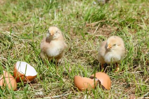 Sleeping newborn chickens around the shell Stock Photos