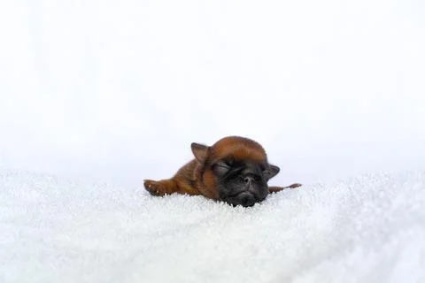 A sleeping newborn puppy of the Brussels Griffon breed of red color lies on a Stock Photos