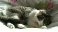 Sleeping Norwegian forest cat 4 HD Footage