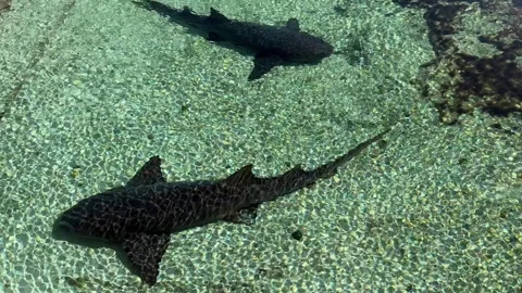 Sleeping Nurse Sharks Stock Footage 254632562