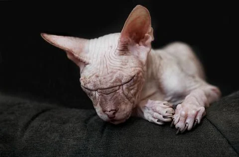 Sleeping old cat without fur - sphinx on a dark background Stock Photos