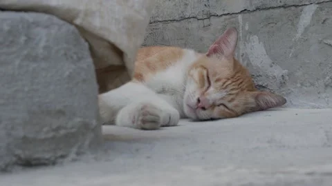 Sleeping Orange and White Cat Beside Concrete Wall Stock Footage 343905354
