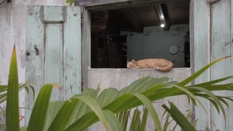 Sleeping Orange Cat on Old Window Frame 库存影片 335125853