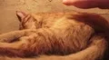 Sleeping Orange Cat Is Petted By Man's Hand HD HD Footage