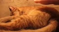 Sleeping Orange Cat Is Petted By Man's Hand 4K 4k or 4k+ Resolution
