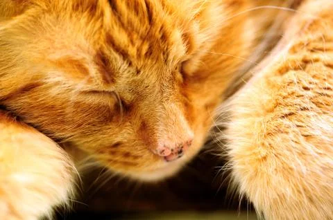 Sleeping orange cat Stock Photos