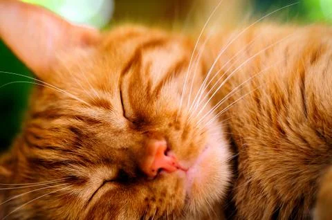 Sleeping orange cat Stock Photos