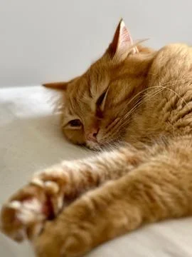 Sleeping orange cat Stock Photos