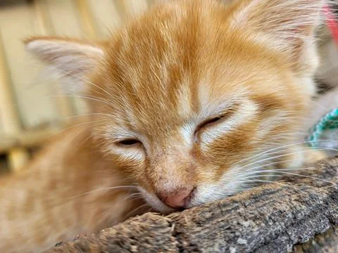 Sleeping Orange kitten Stock Photos