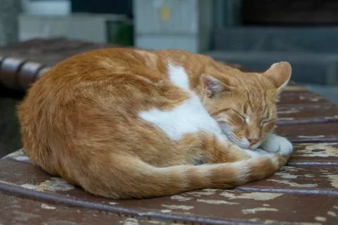 Sleeping orange - white kitty Stock Photos