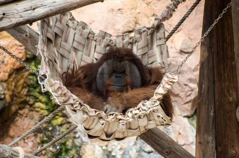 Sleeping Orangutan Stock Photos