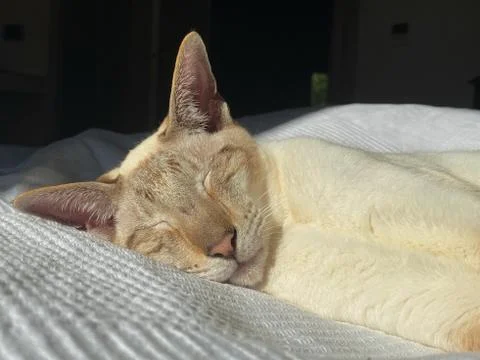 Sleeping oriental  cat Stock Photos