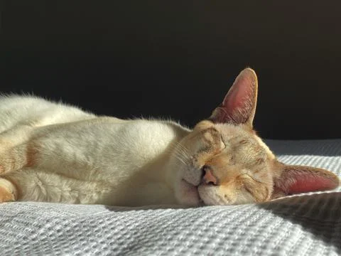 Sleeping  oriental cat 写真素材