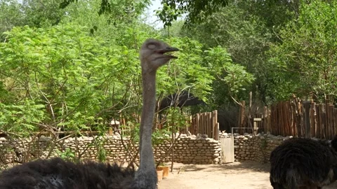 Sleeping ostrich head close-up Stock Footage 195477173