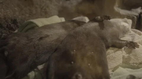 Sleeping otters Stock Footage 325820943