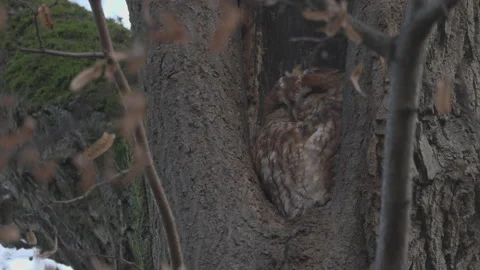 A sleeping owl in the autumn scenery, 4K Stock Footage 166702012