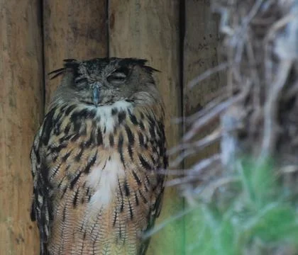 Sleeping Owl Stock Photos