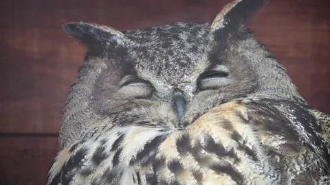 Sleeping Owl in Rustic Environment with Gentle Motion Video stock 300422876