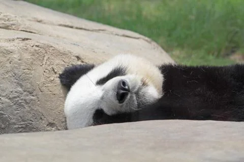 Sleeping panda Stock Photos