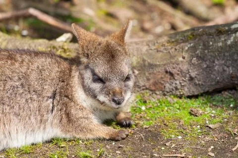 A sleeping parma wallaby Stock Photos