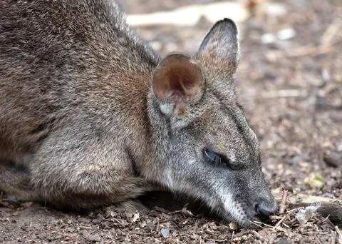 Sleeping parma wallaby Stock Photos
