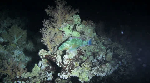 Sleeping parrot at night Stock Footage 22706801