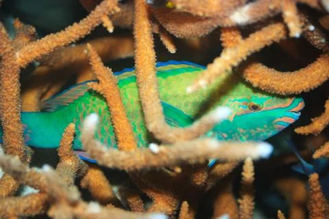 Sleeping parrotfish Stock Photos