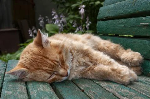 Sleeping paws Stock Photos