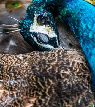 Sleeping Peacock Stock Photos
