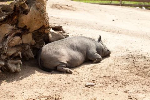 Sleeping peccary Stock-Fotos