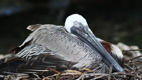 Sleeping Pelican on nest. Stock Footage 88451093