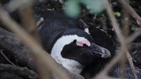 Sleeping Penguin at Boulder Beach, Cape Town, South Africa. Travel. Wildlife Vídeo Stock 127764113