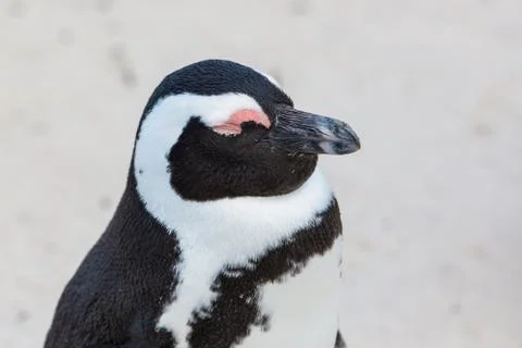 Sleeping Penguin Stock Photos